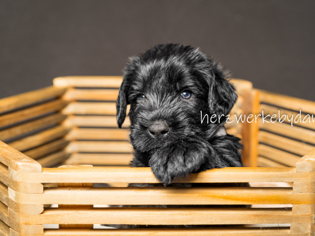 Frau Rosa nach 30 Tagen